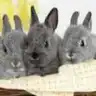 Hu**