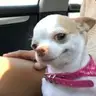Zhu**