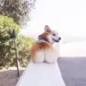 宋**