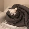 金**