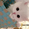 黄**