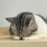 YAN**