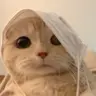 张**