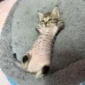 詹**