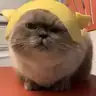 SHI**