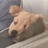 童**