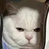 张**