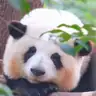 YANG**