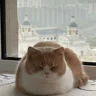 汪**