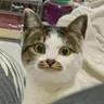 ZOU**