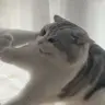 CI**