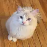 潘**